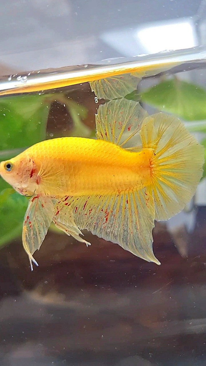 PLAKAT TAIL – Rare Betta Fish Store