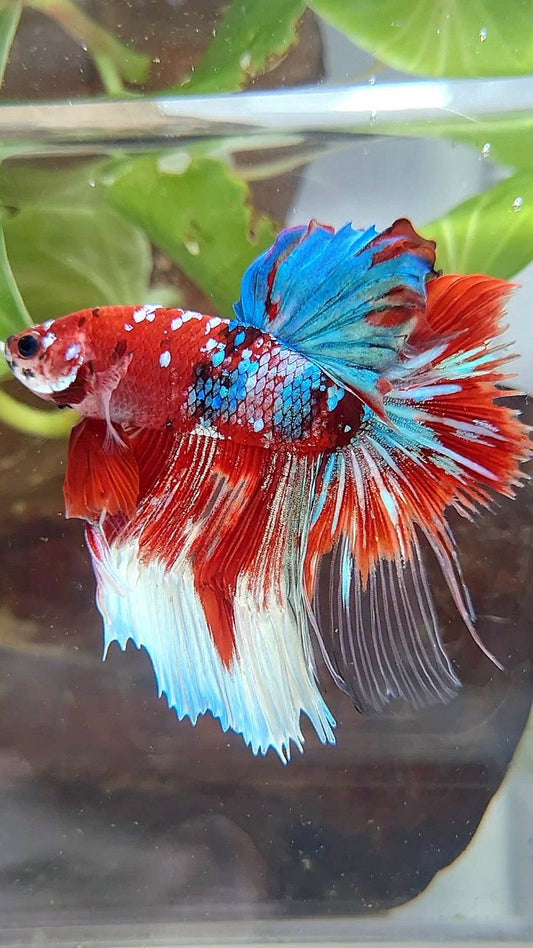 HALFMOON ROSETAIL BARONGSAI RED WHITE GALAXY BETTA FISH