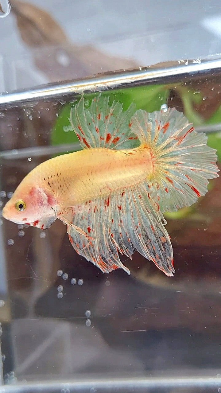 HMPK SUPER VANDA YELLOW BETTA FISH
