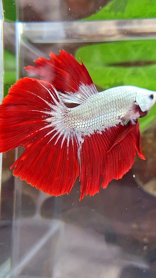 HALFMOON ROSETAIL RED DRAGON SNOW BETTA FISH