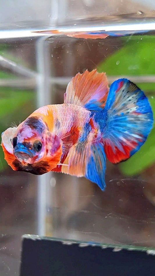 PLAKAT ORANGE GALAXY SUPER MULTICOLOR BETTA FISH