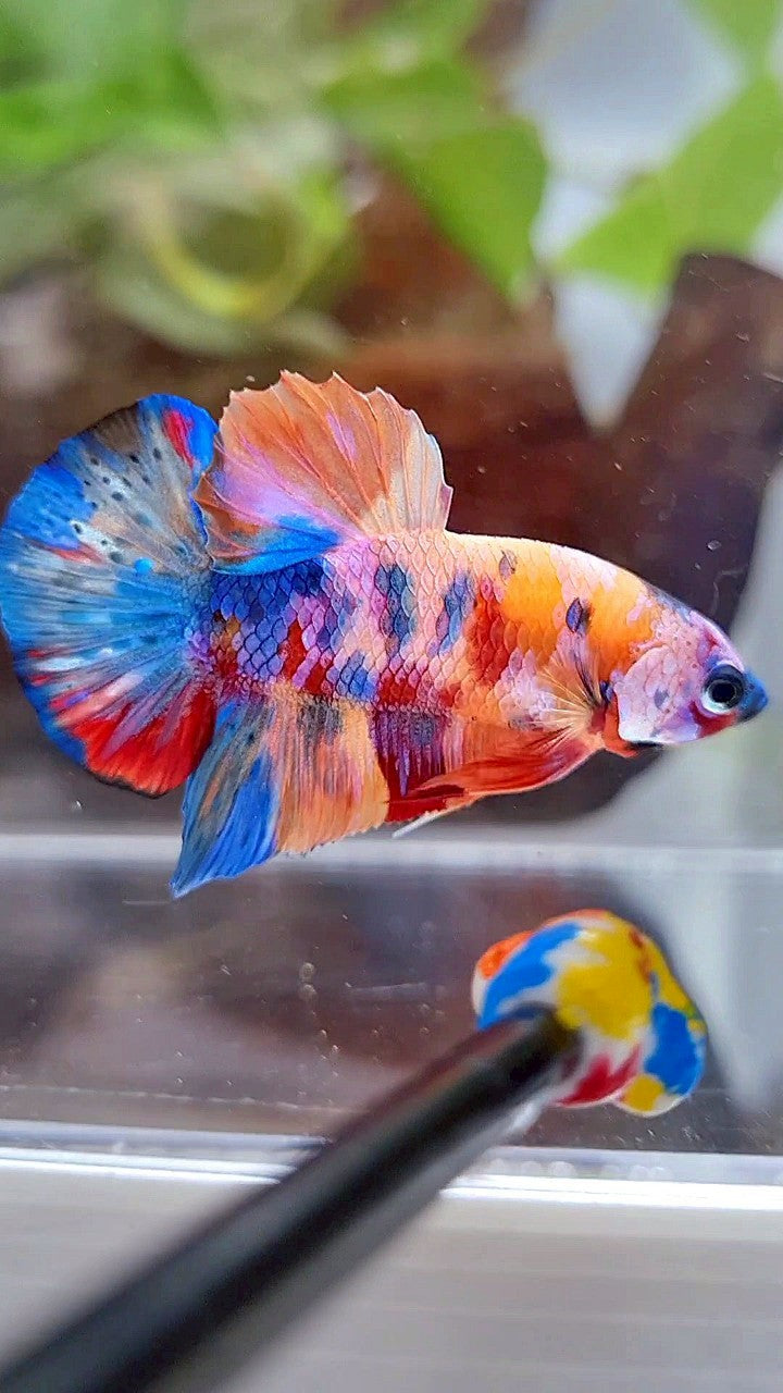 PLAKAT ORANGE GALAXY SUPER MULTICOLOR BETTA FISH