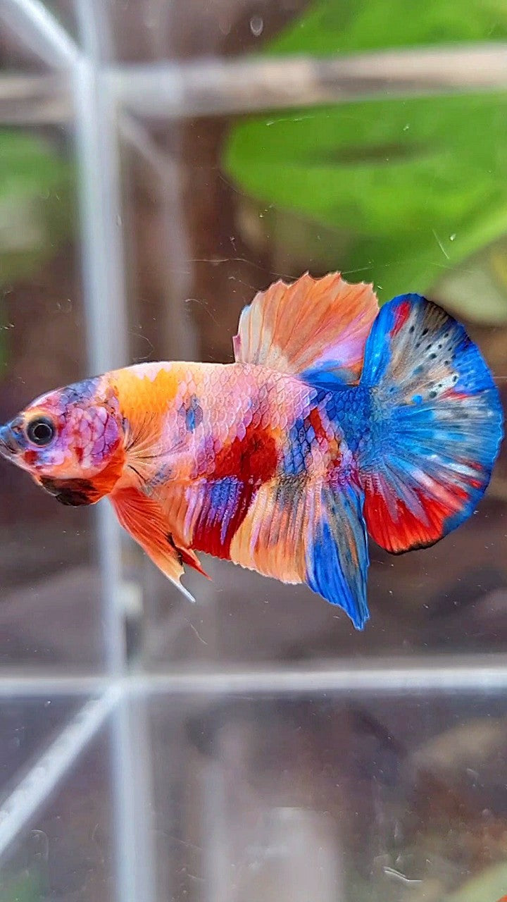 PLAKAT ORANGE GALAXY SUPER MULTICOLOR BETTA FISH