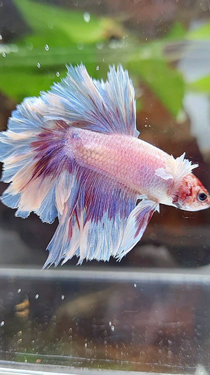 HALFMOON FEATHER TAIL BIG EAR PURPLE BUTTERLFY BETTA FISH