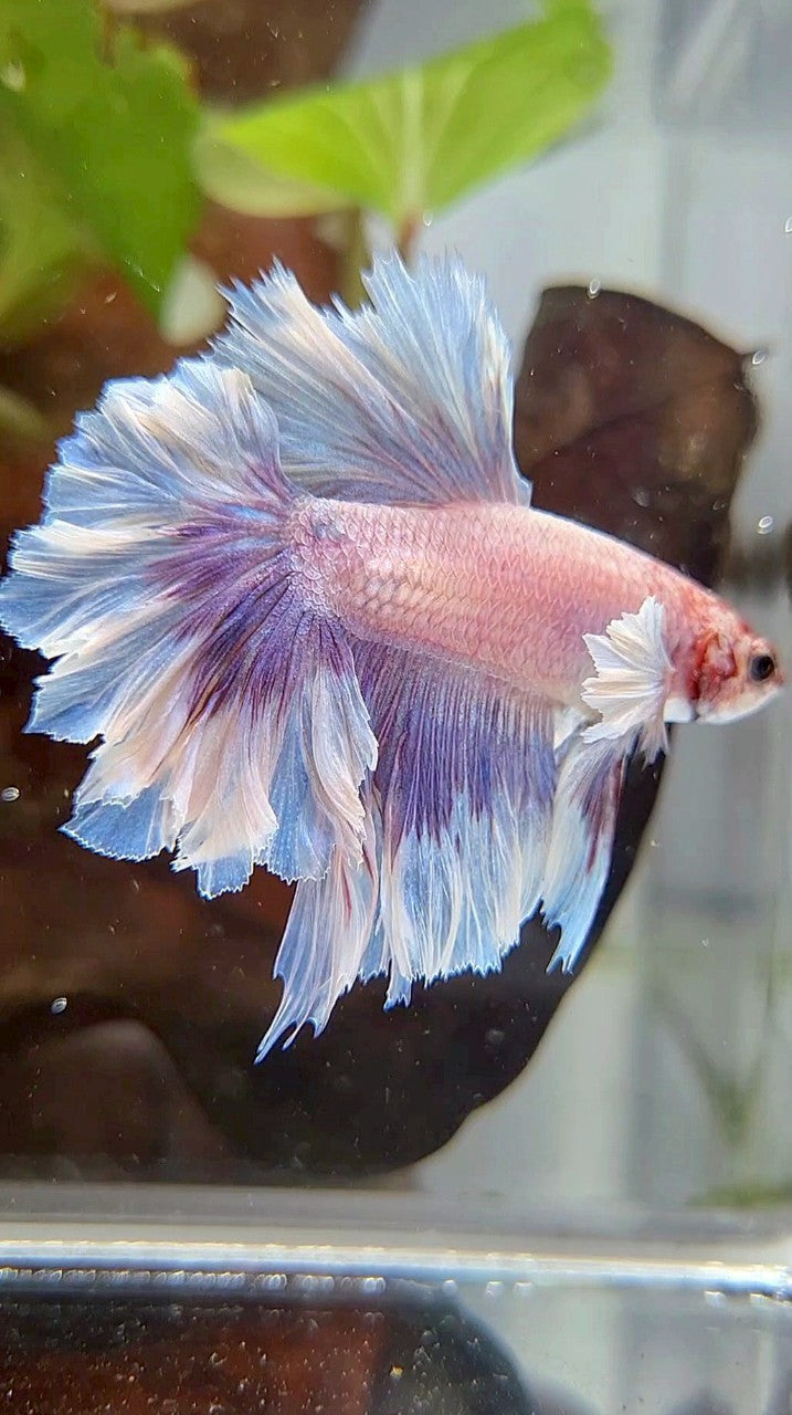 HALFMOON FEATHER TAIL BIG EAR PURPLE BUTTERLFY BETTA FISH
