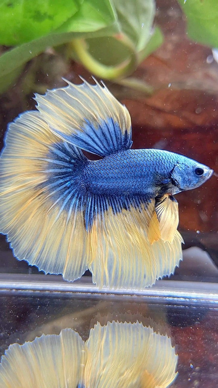 HALFMOON ROSETAIL BLUE YELLOW MASCOT BETTA FISH