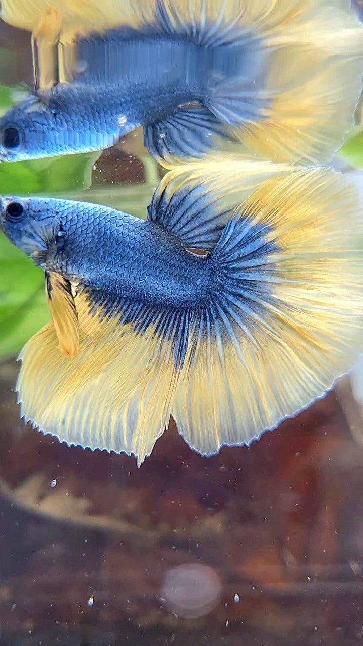 HALFMOON ROSETAIL BLUE YELLOW MASCOT BETTA FISH