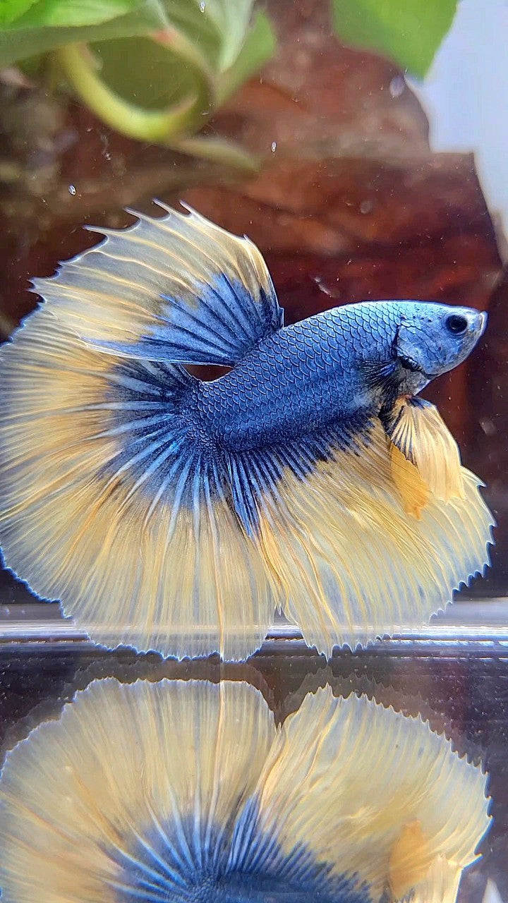 HALFMOON ROSETAIL BLUE YELLOW MASCOT BETTA FISH