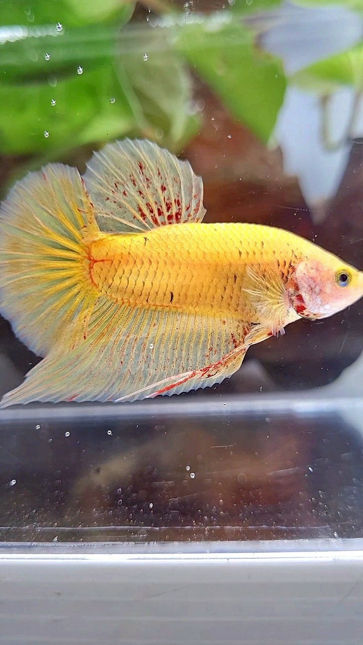 PLAKAT VANDA YELLOW BOLD BETTA FISH