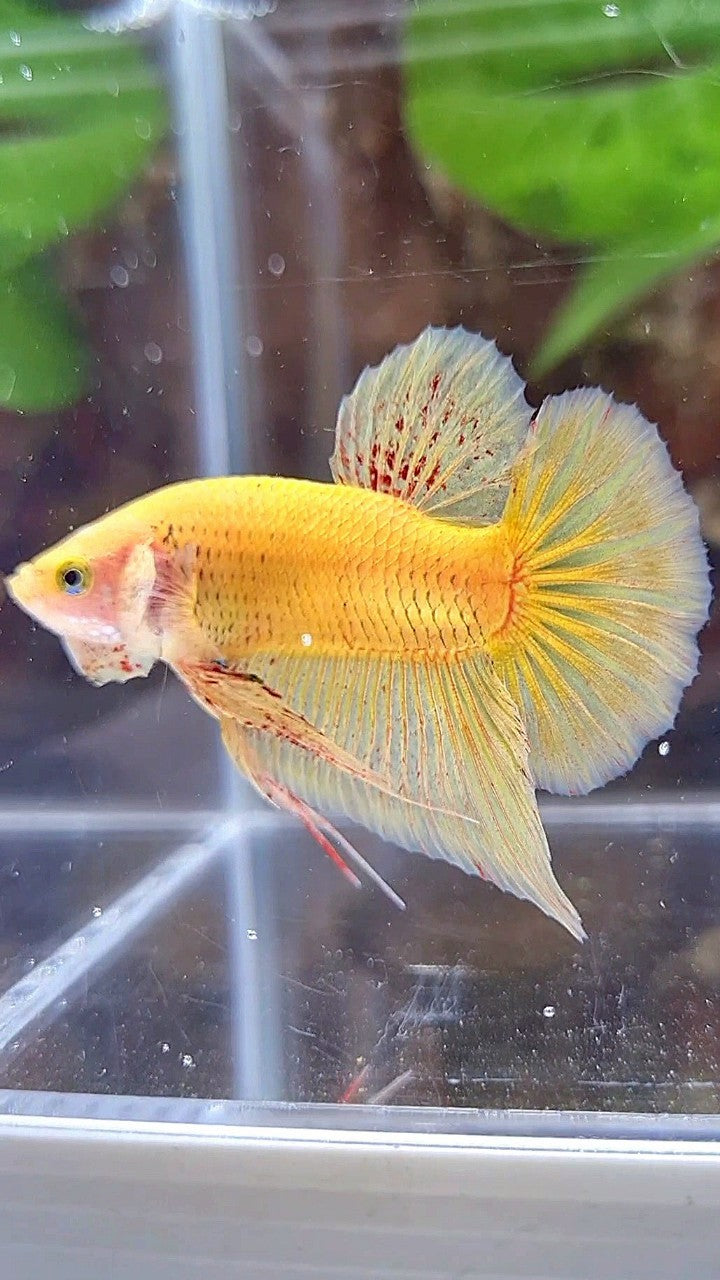 PLAKAT VANDA YELLOW BOLD BETTA FISH