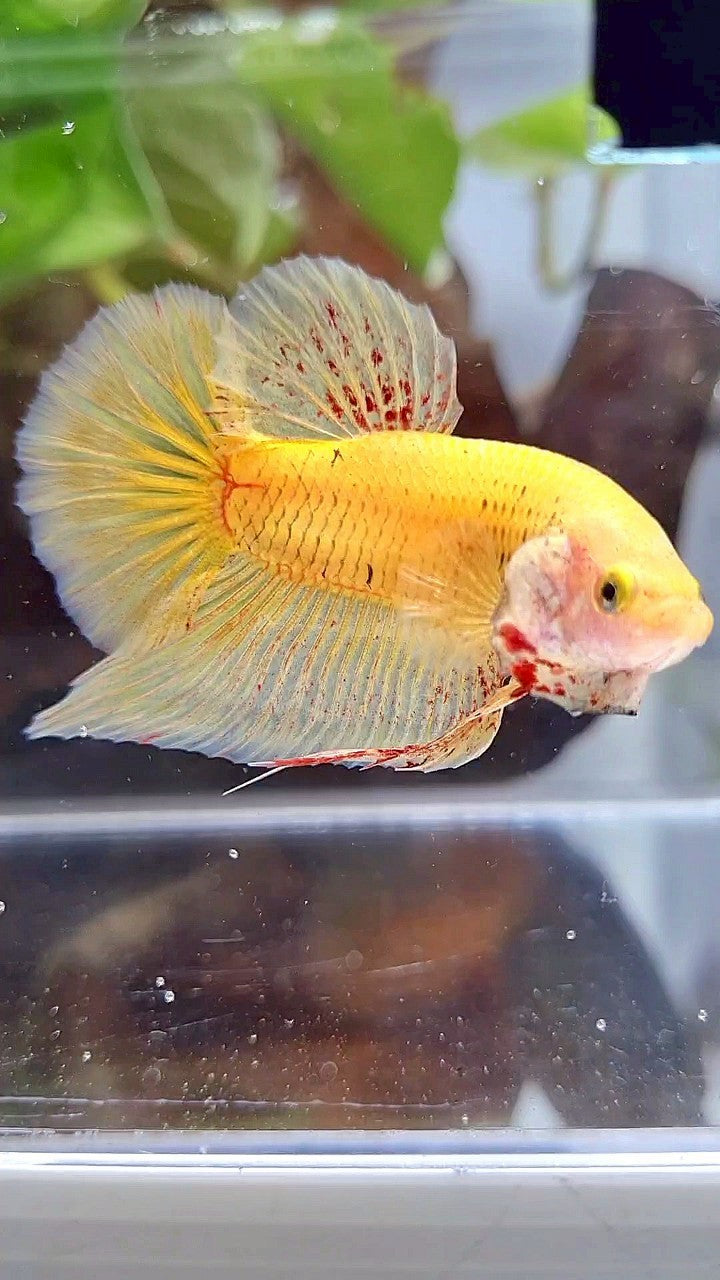 PLAKAT VANDA YELLOW BOLD BETTA FISH