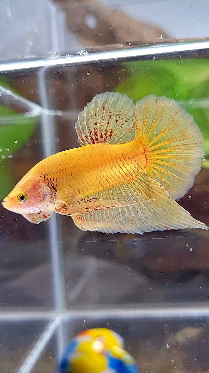 PLAKAT VANDA YELLOW BOLD BETTA FISH