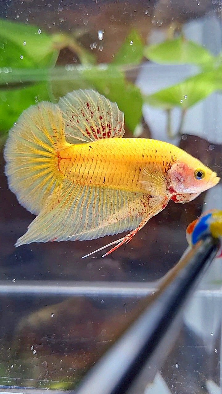 PLAKAT VANDA YELLOW BOLD BETTA FISH