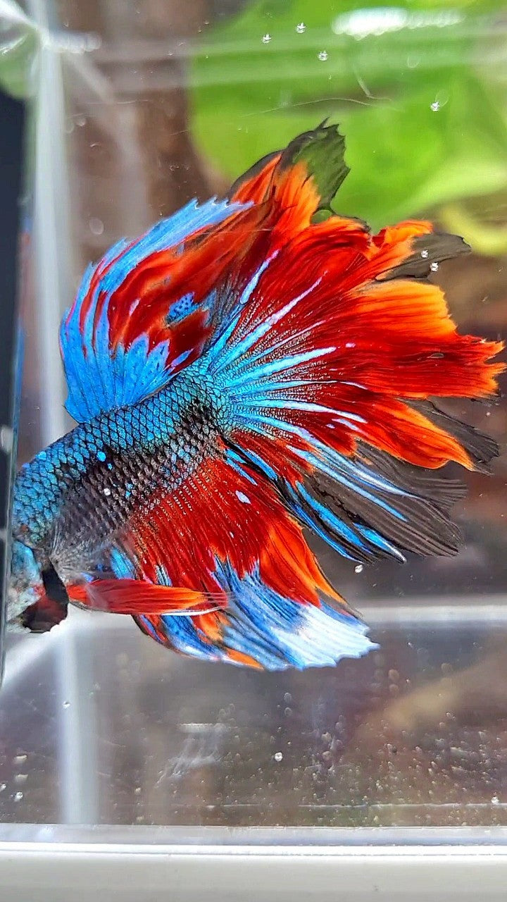 Red Pattern Betta Fish HALFMOON ROSETAIL BLACK BLUE RED AVATAR PATTERN BETTA FISH – Rare Betta ...