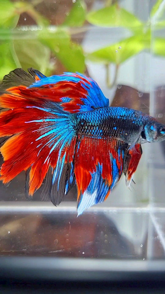HALFMOON ROSETAIL BLACK BLUE RED AVATAR PATTERN BETTA FISH