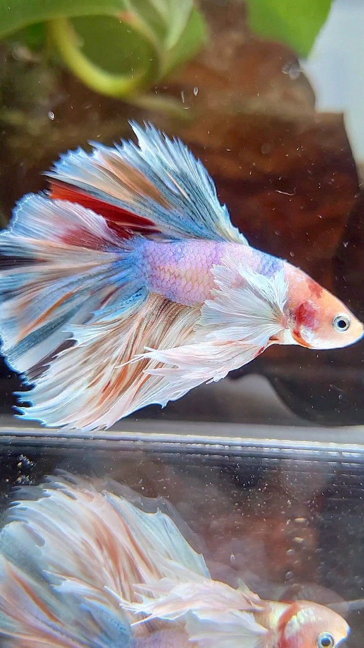 KING ROSETAIL HALFMOON DUMBO EAR WHITE MULTICOLOR BETTA FISH