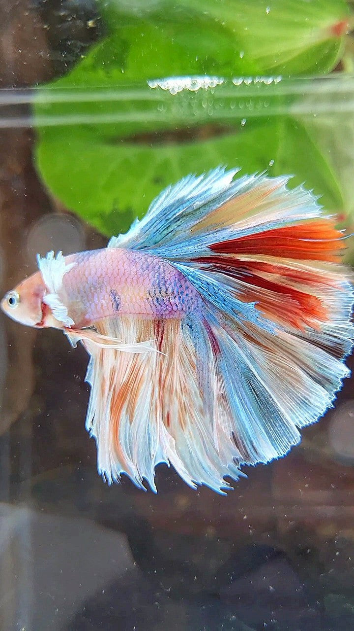 KING ROSETAIL HALFMOON DUMBO EAR WHITE MULTICOLOR BETTA FISH