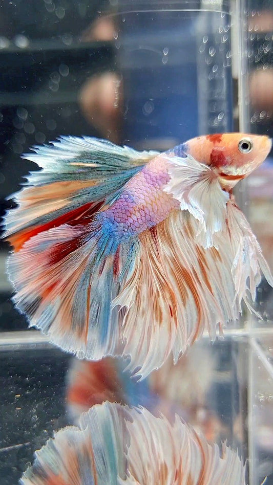 KING ROSETAIL HALFMOON DUMBO EAR WHITE MULTICOLOR BETTA FISH