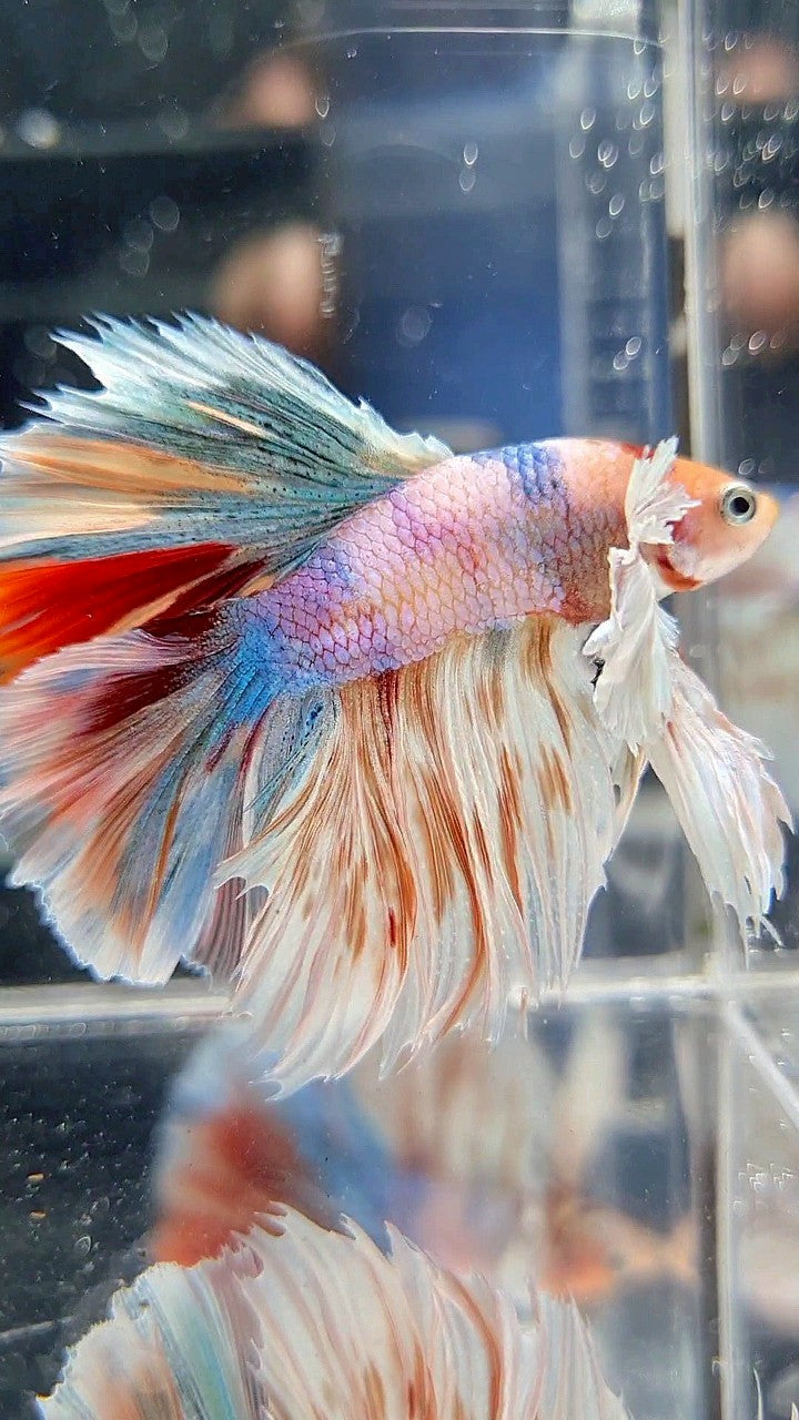 KING ROSETAIL HALFMOON DUMBO EAR WHITE MULTICOLOR BETTA FISH