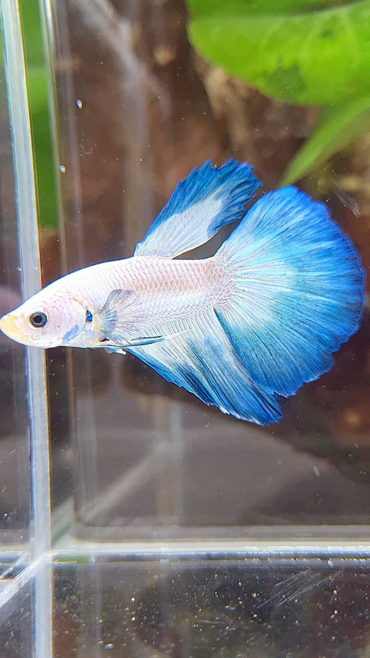 HALFMOON BLUE RIM BUTTERFLY BETTA FISH