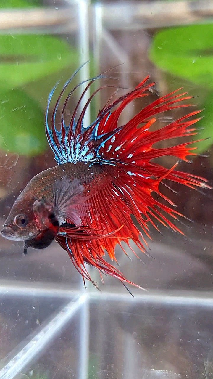 CROWNTAIL BLACK GALAXY AVATAR VAMPIRE BETTA FISH
