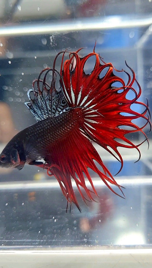 KING CROWNTAIL RED VAMPIRE BETTA FISH