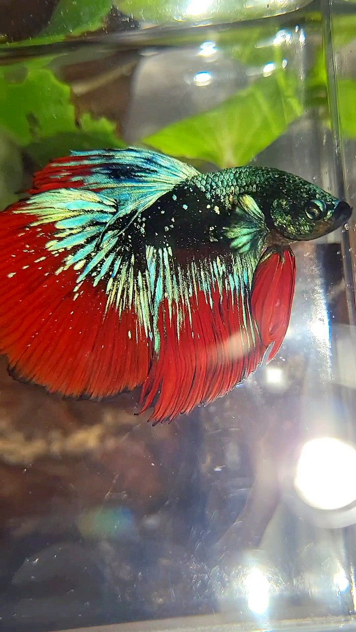 LUXURY HALFMOON ROSETAIL BLACK STARDUST BLUE AVATAR VAMPIRE BETTA FISH