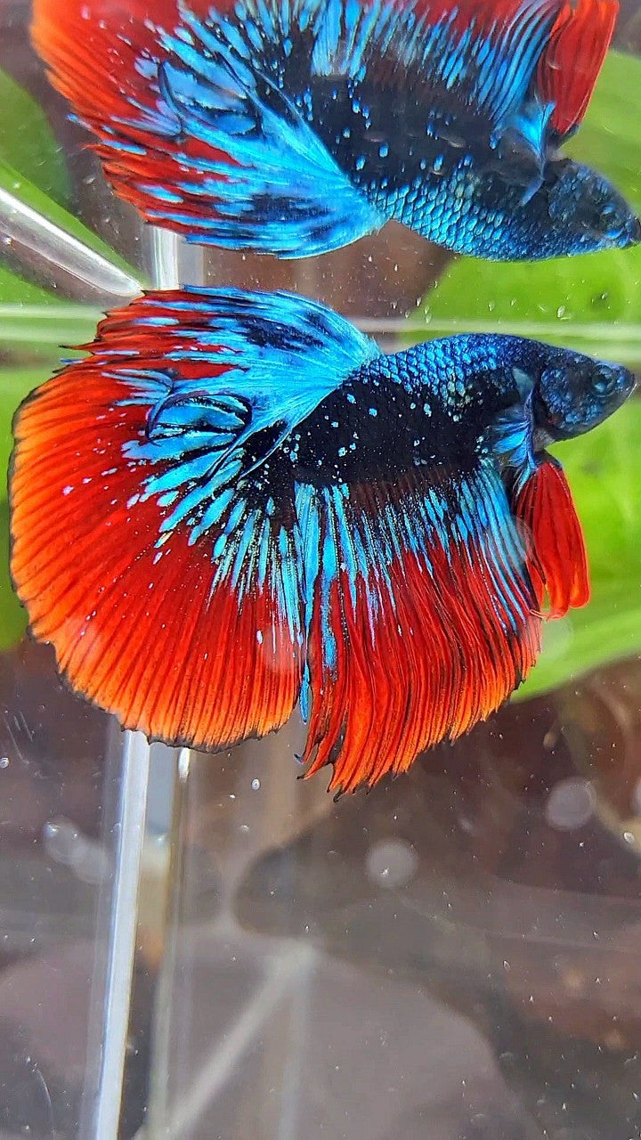 LUXURY HALFMOON ROSETAIL BLACK STARDUST BLUE AVATAR VAMPIRE BETTA FISH