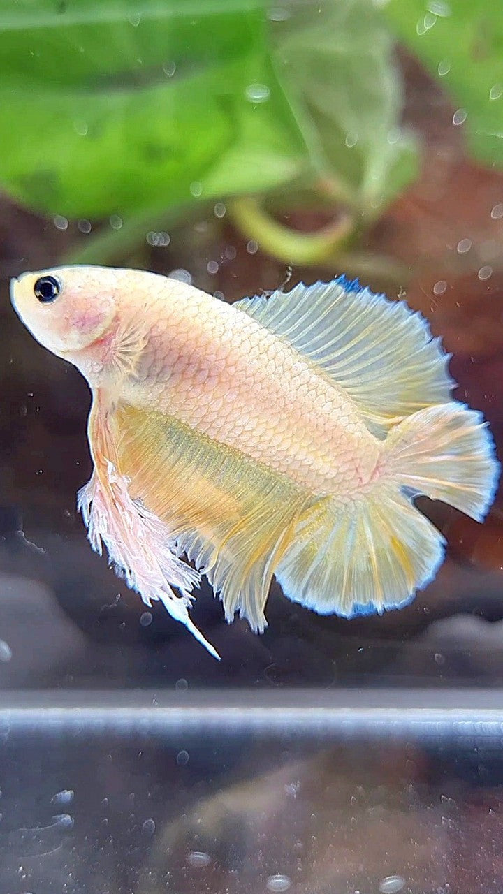KING PLAKAT DOUBLE TAIL YELLOW FANCY BETTA FISH