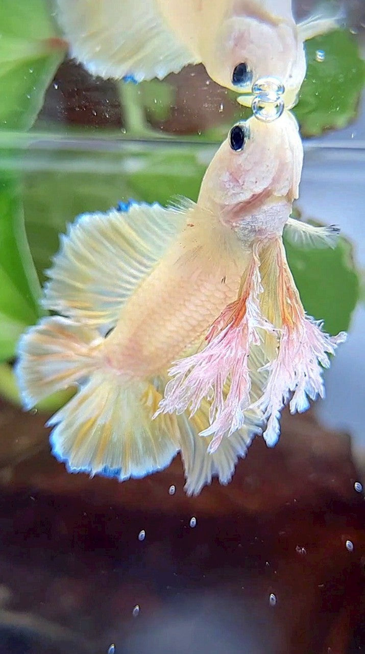 KING PLAKAT DOUBLE TAIL YELLOW FANCY BETTA FISH