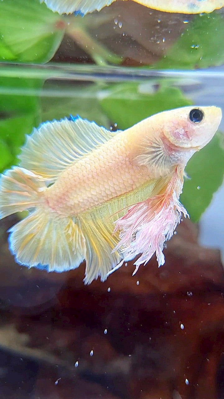 KING PLAKAT DOUBLE TAIL YELLOW FANCY BETTA FISH