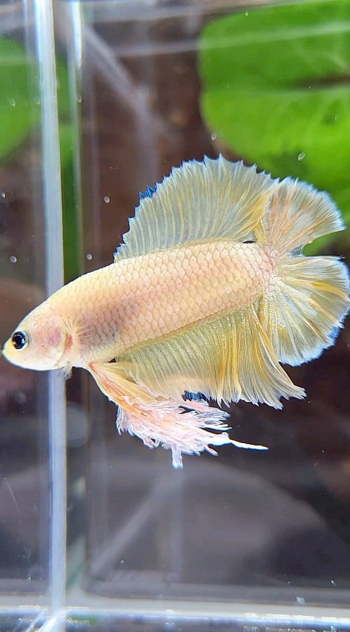 KING PLAKAT DOUBLE TAIL YELLOW FANCY BETTA FISH
