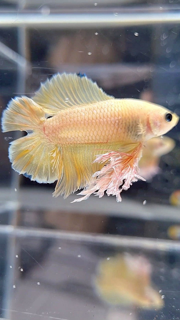 KING PLAKAT DOUBLE TAIL YELLOW FANCY BETTA FISH