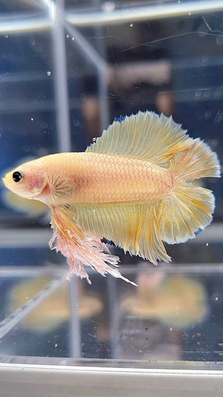 KING PLAKAT DOUBLE TAIL YELLOW FANCY BETTA FISH