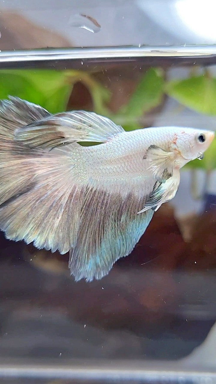 HALFMOON ROSETAIL COPPER RIM BUTTERFLY BETTA FISH