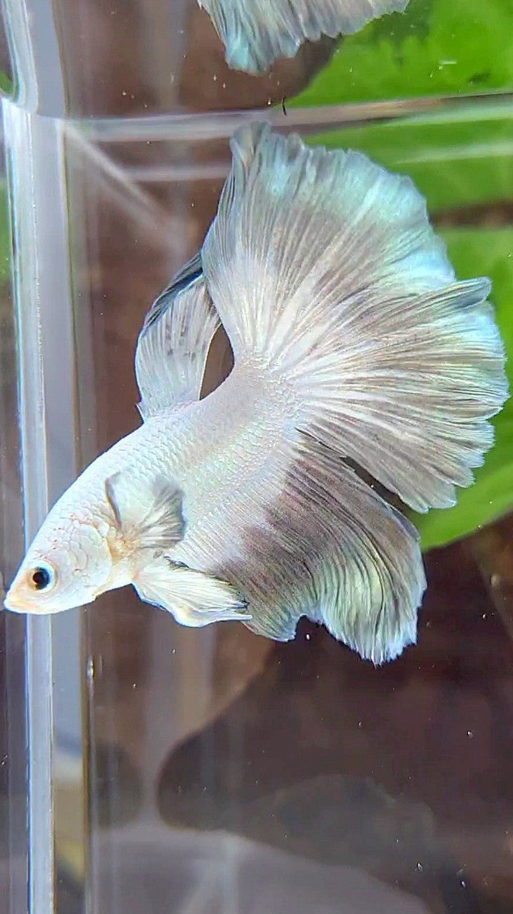 HALFMOON ROSETAIL COPPER RIM BUTTERFLY BETTA FISH