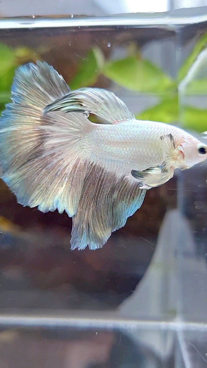 HALFMOON ROSETAIL COPPER RIM BUTTERFLY BETTA FISH