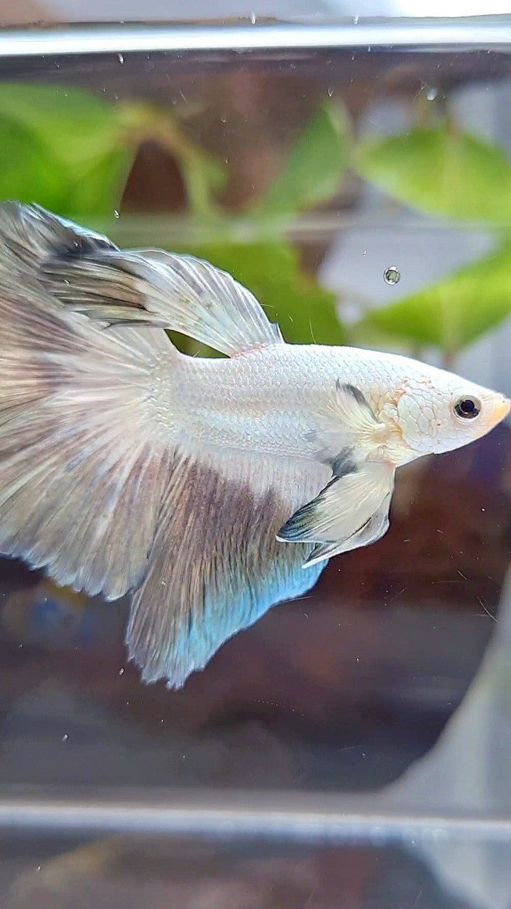 HALFMOON ROSETAIL COPPER RIM BUTTERFLY BETTA FISH