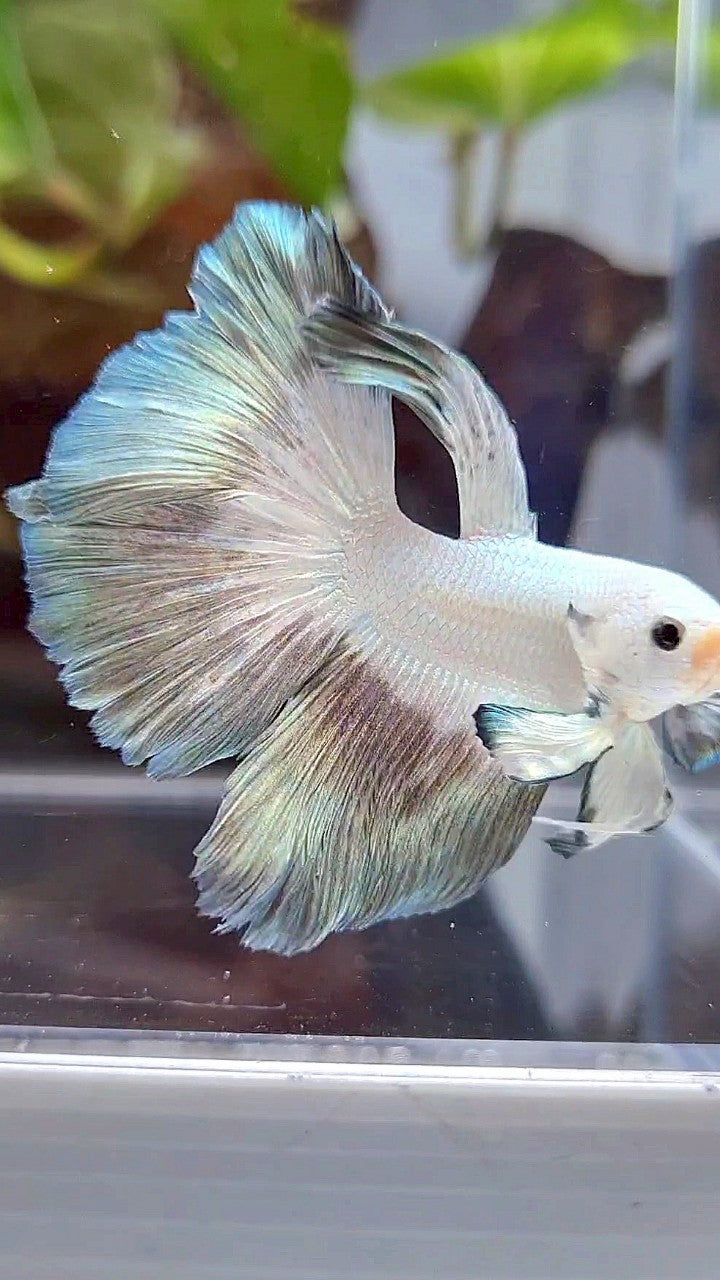 HALFMOON ROSETAIL COPPER RIM BUTTERFLY BETTA FISH