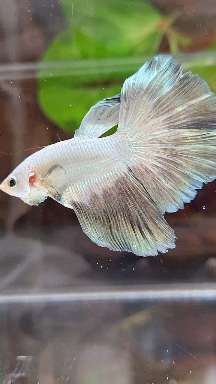 HALFMOON ROSETAIL COPPER RIM BUTTERFLY BETTA FISH