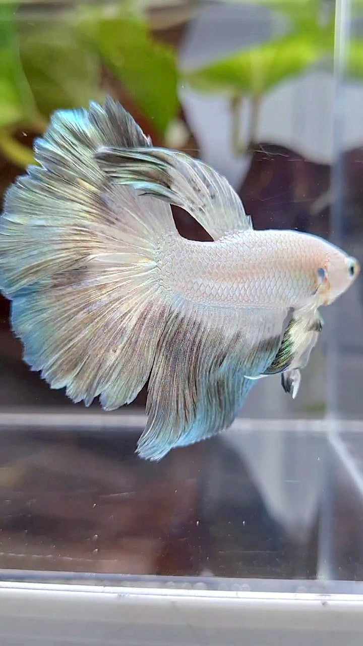 HALFMOON ROSETAIL COPPER RIM BUTTERFLY BETTA FISH