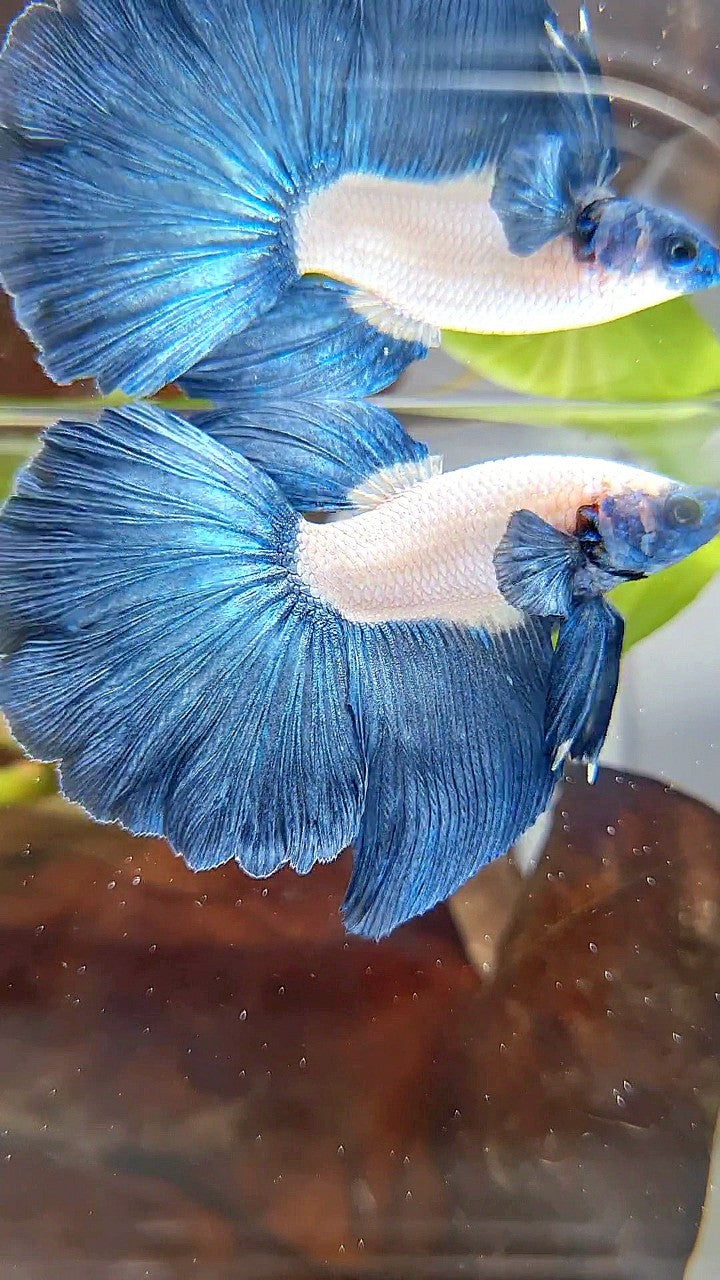 HALFMOON ROSETAIL BLUE RIM BLUEHEAD BETTA FISH