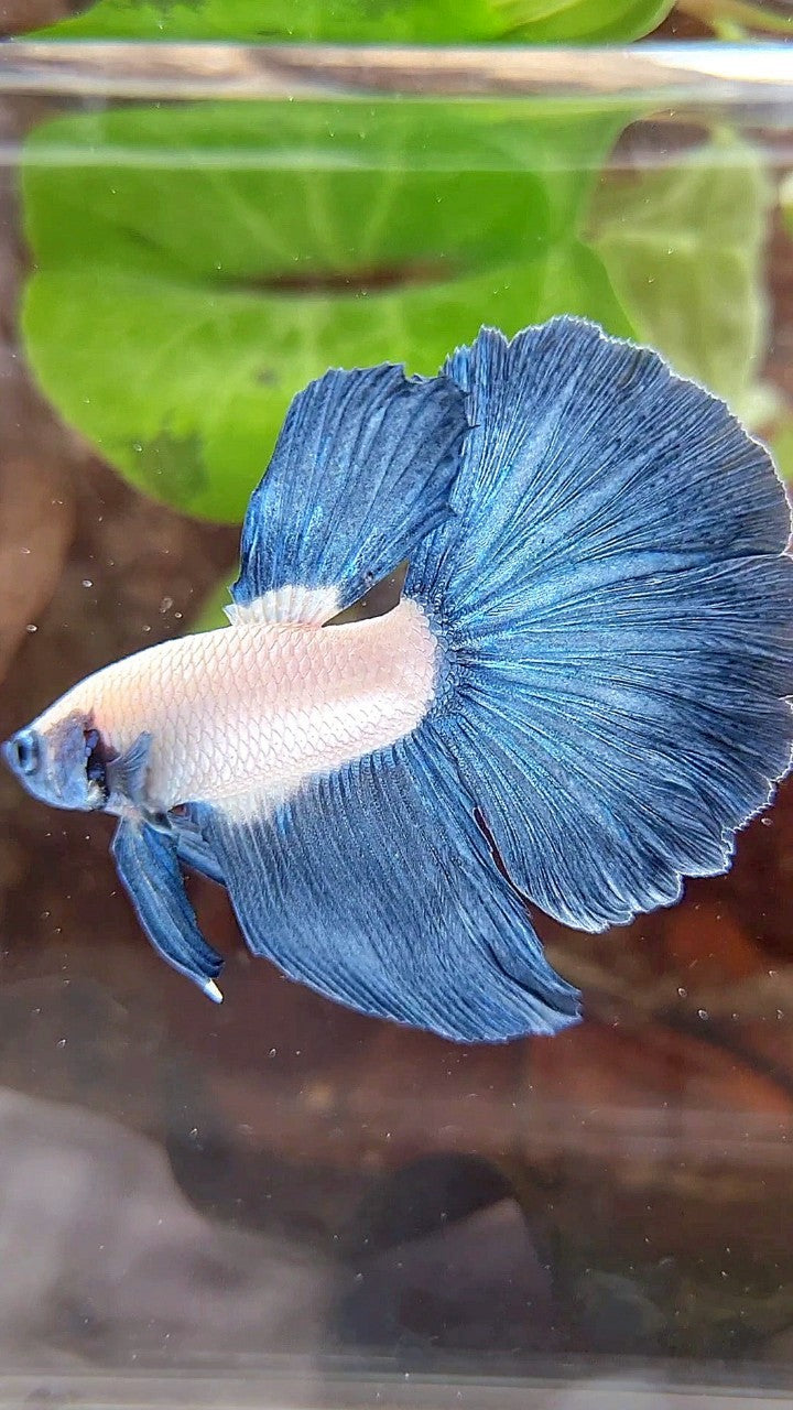 HALFMOON ROSETAIL BLUE RIM BLUEHEAD BETTA FISH