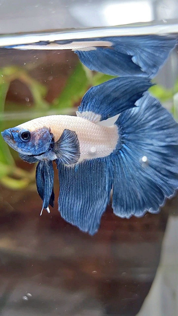 HALFMOON ROSETAIL BLUE RIM BLUEHEAD BETTA FISH