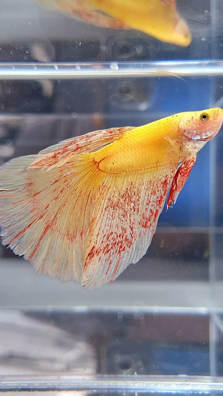 Vanda Color Betta HALFMOON SUPER VANDA YELLOW BETTA FISH – Rare Betta Fish Store