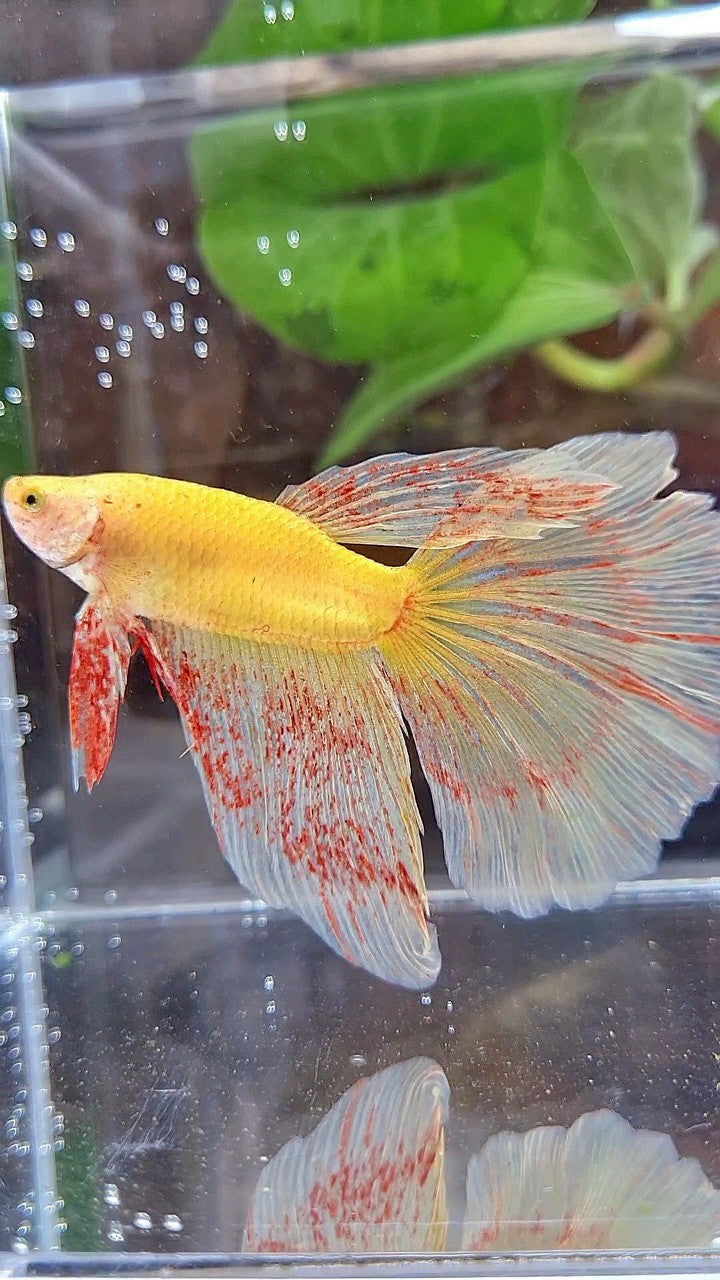 Vanda Color Betta HALFMOON SUPER VANDA YELLOW BETTA FISH – Rare Betta Fish Store
