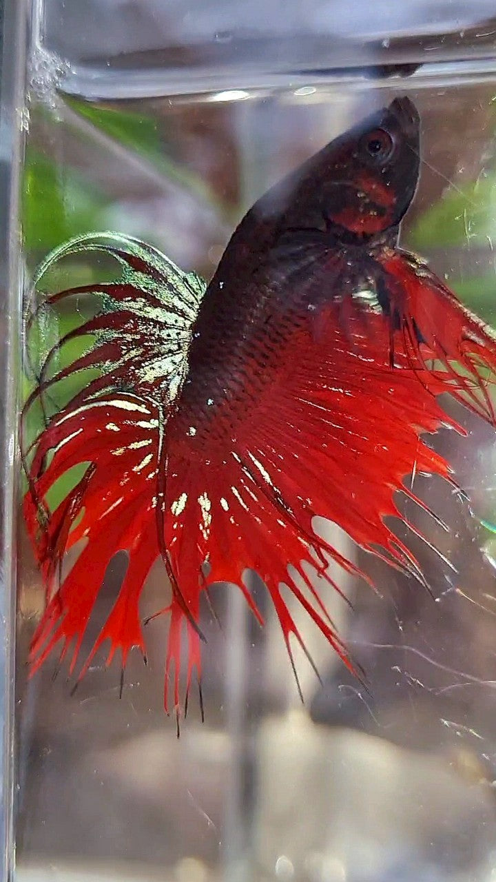 CROWNTAIL BLACK GALAXY AVATAR VAMPIRE BETTA FISH