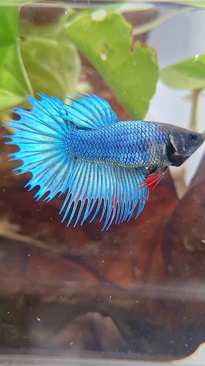 FEMALE KING CROWNTAIL BLUE GREEN TURQUOISE BETTA FISH