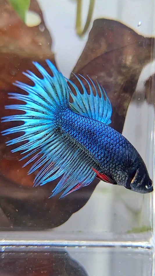 FEMALE KING CROWNTAIL BLUE GREEN TURQUOISE BETTA FISH