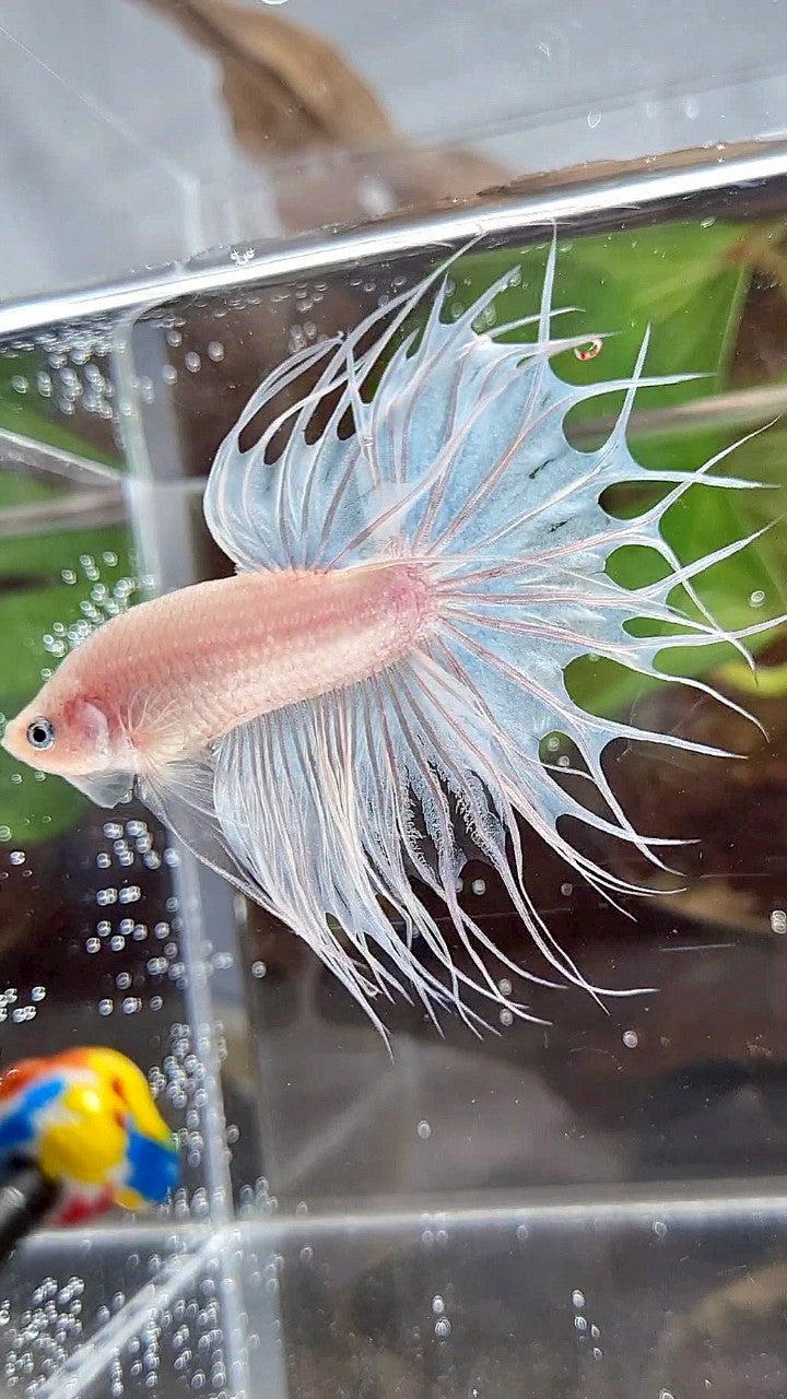 KING CROWNTAIL WHITE CELLOPHANE BETTA FISH